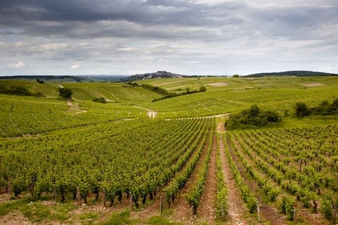 vignobles_sancerre_val_de_loire